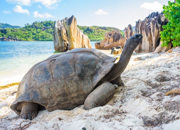 tortuga seychelles